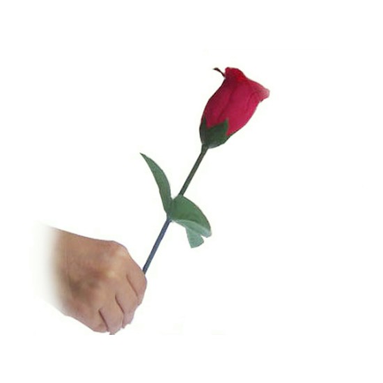 APPEARING ROSE