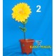 AUTO BENDING FLOWER - REMOTE CONTROL