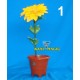 AUTO BENDING FLOWER - REMOTE CONTROL