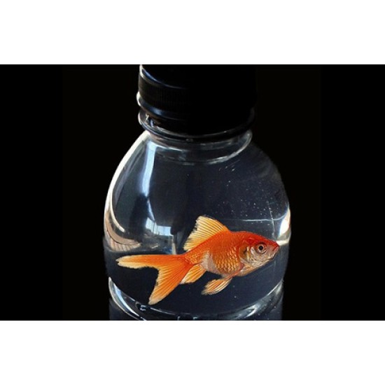 Fish in a Bottle