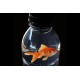 Fish in a Bottle
