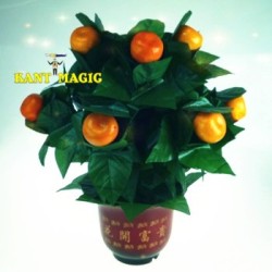 THE ORANGE TREE ILLUSION (10 ORANGES)