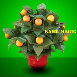 THE ORANGE TREE ILLUSION (15 ORANGES)